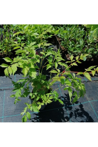 Астильба карликова в контейнері